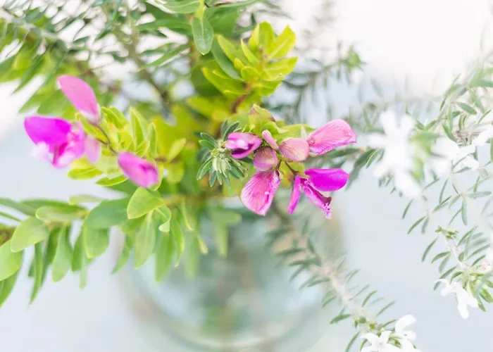 Belvedere By Elbasummer